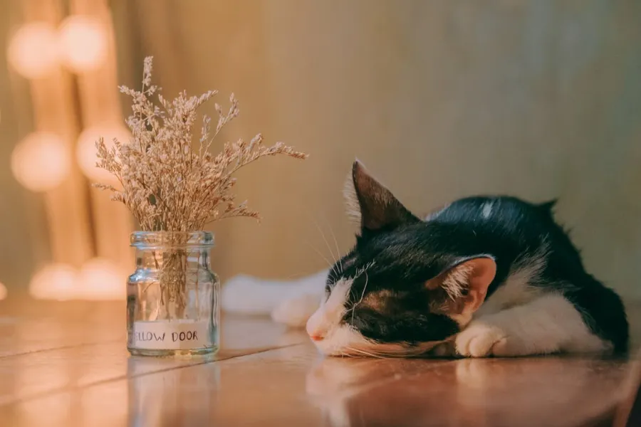 Deep Sleep Tips for Better Rest