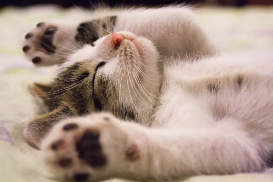 Natural Sleep Improvement Guide